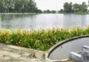 Haroli’s Dying Ponds Are Getting a Second Chance – And It’s a Game Changer for Water Security