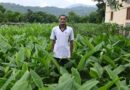 Mandi Emerging as a Frontrunner in Promoting Natural Farming