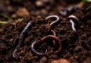 Beyond Just Weeds: How Glyphosate Is Silently Harming Earthworms and Unbalancing Our Soils
