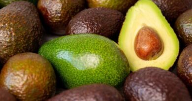 From Apples to Avocados: Himachal Farmers Explore a Profitable New Horizon in Horticulture HIMACHAL HEADLINES