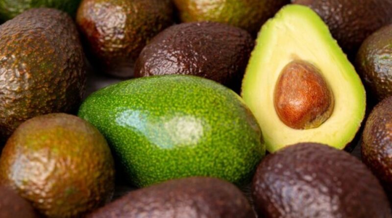 From Apples to Avocados: Himachal Farmers Explore a Profitable New Horizon in Horticulture HIMACHAL HEADLINES