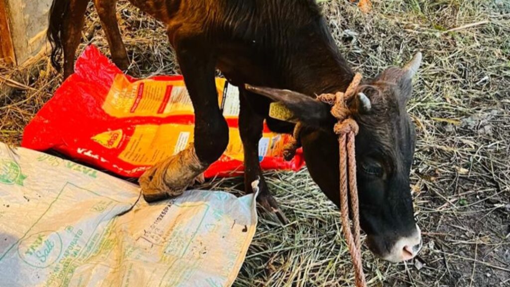 Animal Husbandry Dept successfully operated eye of a cow in Juggar Animal Husbandry Dept successfully operated eye of a cow in Juggar HIMACHAL HEADLINES