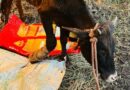 Animal Husbandry Dept  successfully operated eye of a cow in Juggar