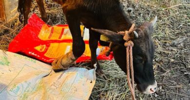 Animal Husbandry Dept successfully operated eye of a cow in Juggar HIMACHAL HEADLINES