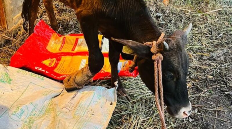 Animal Husbandry Dept successfully operated eye of a cow in Juggar Animal Husbandry Dept successfully operated eye of a cow in Juggar HIMACHAL HEADLINES