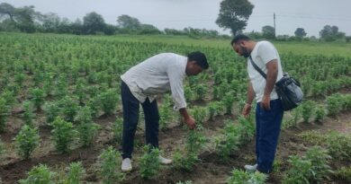 How Marigolds Are Painting a Golden Future for Janakpur's Farmers HIMACHAL HEADLINES