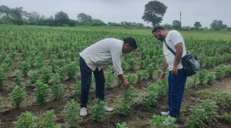 How Marigolds Are Painting a Golden Future for Janakpur's Farmers HIMACHAL HEADLINES
