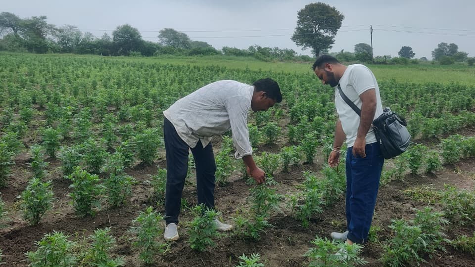 How Marigolds Are Painting a Golden Future for Janakpur's Farmers How Marigolds Are Painting a Golden Future for Janakpur's Farmers HIMACHAL HEADLINES