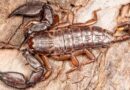 Tiny Scorpion, Big Discovery: New Species Unearthed in Jammu & Kashmir’s Shivalik Hills