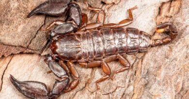 Tiny Scorpion, Big Discovery: New Species Unearthed in Jammu & Kashmir’s Shivalik Hills Tiny Scorpion, Big Discovery: New Species Unearthed in Jammu & Kashmir’s Shivalik Hills
