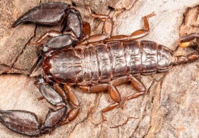 Tiny Scorpion, Big Discovery: New Species Unearthed in Jammu & Kashmir’s Shivalik Hills