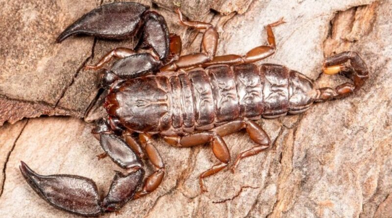 Tiny Scorpion, Big Discovery: New Species Unearthed in Jammu & Kashmir’s Shivalik Hills