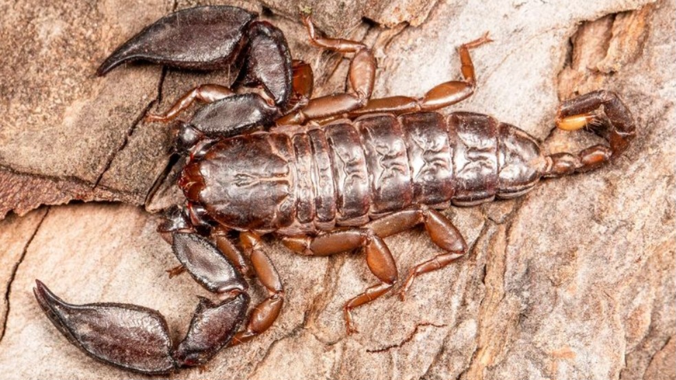 Tiny Scorpion, Big Discovery: New Species Unearthed in Jammu & Kashmir’s Shivalik Hills Tiny Scorpion, Big Discovery: New Species Unearthed in Jammu & Kashmir’s Shivalik Hills HIMACHAL HEADLINES