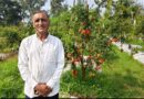 Bilaspur’s Pomegranate Boom: How 45 Farmers Are Writing Their Own Success Story