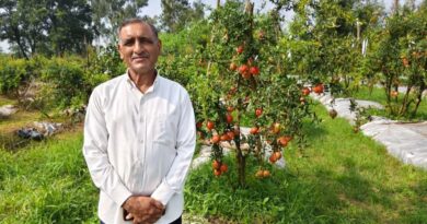 Bilaspur’s Pomegranate Boom: How 45 Farmers Are Writing Their Own Success Story