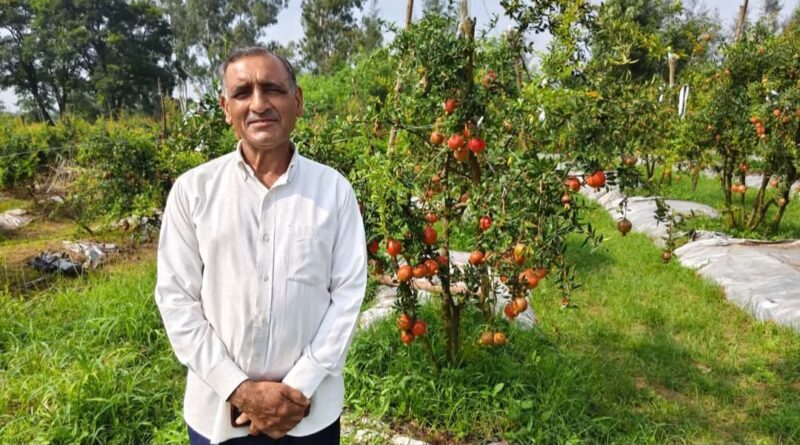 Bilaspur's Pomegranate Boom: How 45 Farmers Are Writing Their Own Success Story HIMACHAL HEADLINES