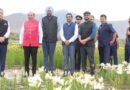 Where Flowers Touch the Sky: Ladakh Blooms with India’s Highest Lilium Garden