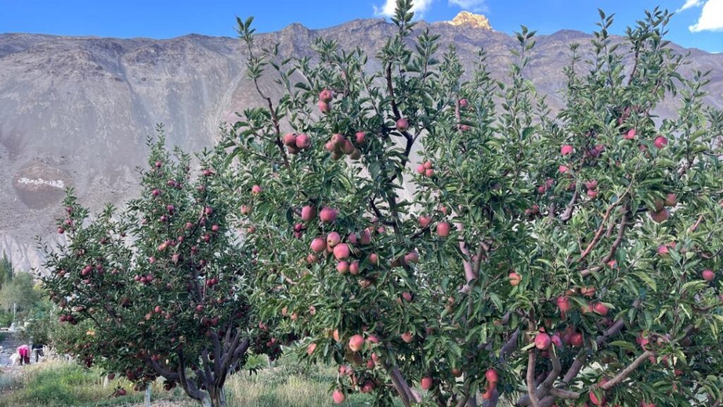 Scientific Efforts, Sustainable Practices Help KVK Tabo Fetch ₹60.27 Lakh for Apple Orchard HIMACHAL HEADLINES