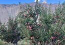 Scientific Efforts, Sustainable Practices Help KVK Tabo Fetch ₹60.27 Lakh for Apple Orchard