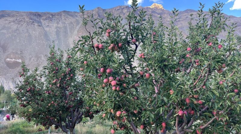 Scientific Efforts, Sustainable Practices Help KVK Tabo Fetch ₹60.27 Lakh for Apple Orchard HIMACHAL HEADLINES