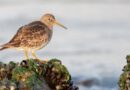 Rare Pacific Golden Plover Sighting Opens New Window on Bird Migration in Kinnaur