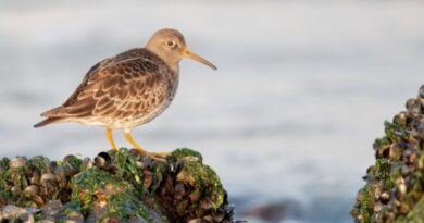 Rare Pacific Golden Plover Sighting Opens New Window on Bird Migration in Kinnaur HIMACHAL HEADLINES