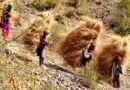 Grass harvesting for winter fodder is underway on a war footing in the Junga region