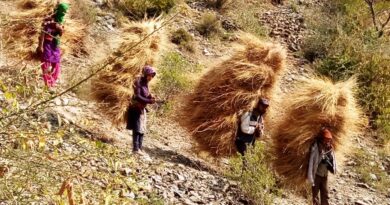 Grass harvesting for winter fodder is underway on a war footing in the Junga region Grass harvesting for winter fodder is underway on a war footing in the Junga region