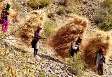 Grass harvesting for winter fodder is underway on a war footing in the Junga region